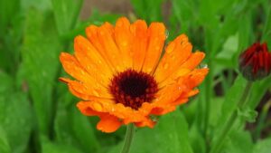 冬の花壇の花のキンセンカ