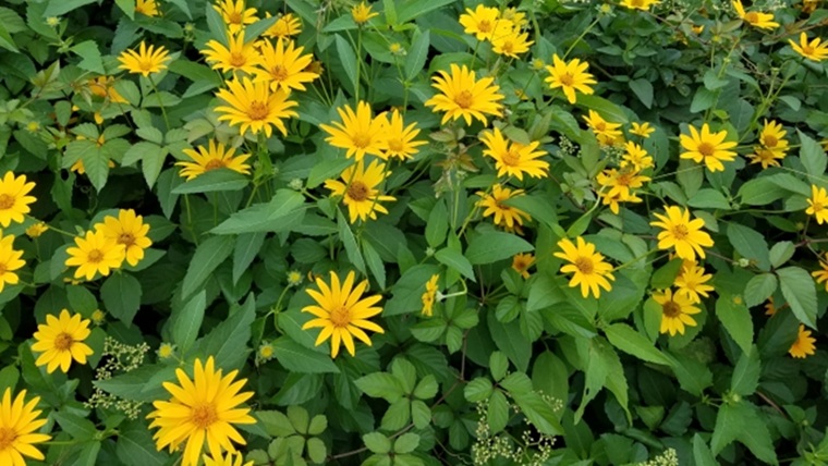 夏に花が咲く多年草のヒメヒマワリ