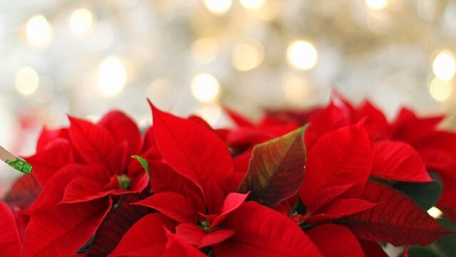 クリスマスプレゼントの花でおすすめのポインセチア