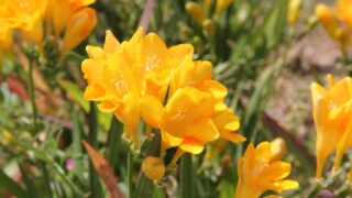 黄色いフリージア