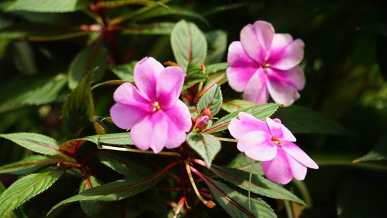 ピンクのインパチェンス