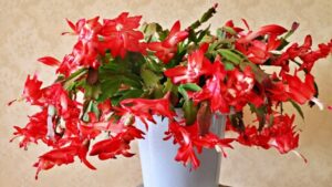 クリスマスプレゼントの花でおすすめのシャコバサボテン