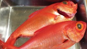 冬が旬の魚のキンメダイ