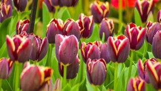 赤紫色のチューリップ