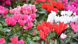 クリスマスプレゼントの花でおすすめのシクラメン