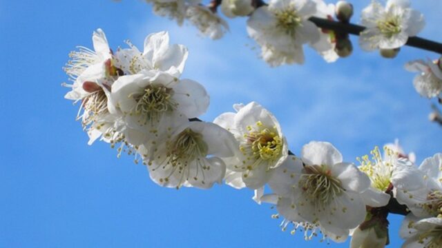 白梅と青空