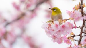 河津桜とメジロ