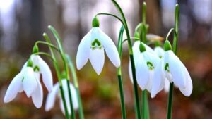スノー ドロップの白い花