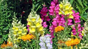 色とりどりの金魚草