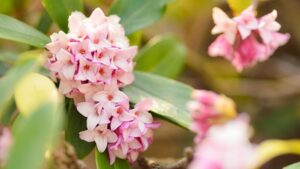 薄紅色の沈丁花の花