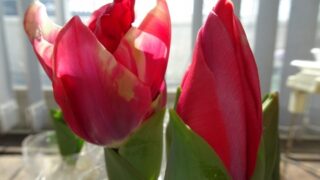 チューリップの水耕栽培