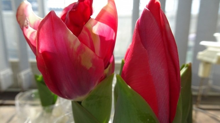 チューリップの水耕栽培