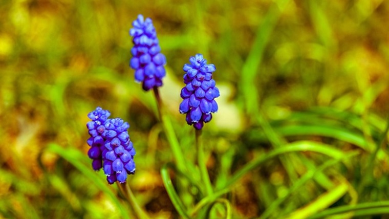 ムスカリの青い花