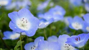 青いネモフィラ