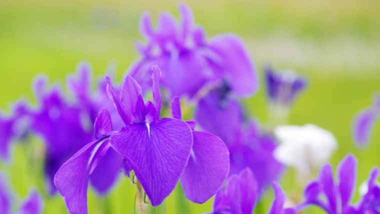 群生するカキツバタの花