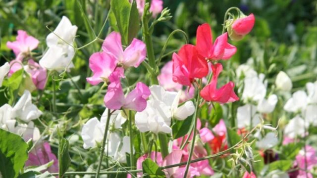 スイートピーの花