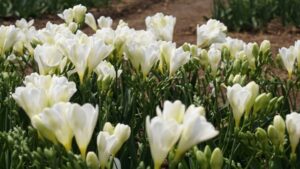 白いフリージア