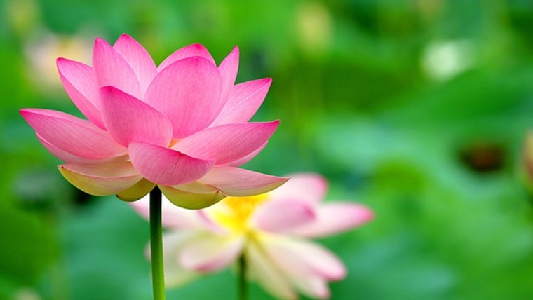 縁起のいい花の蓮