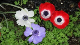 宿根草のアネモネ