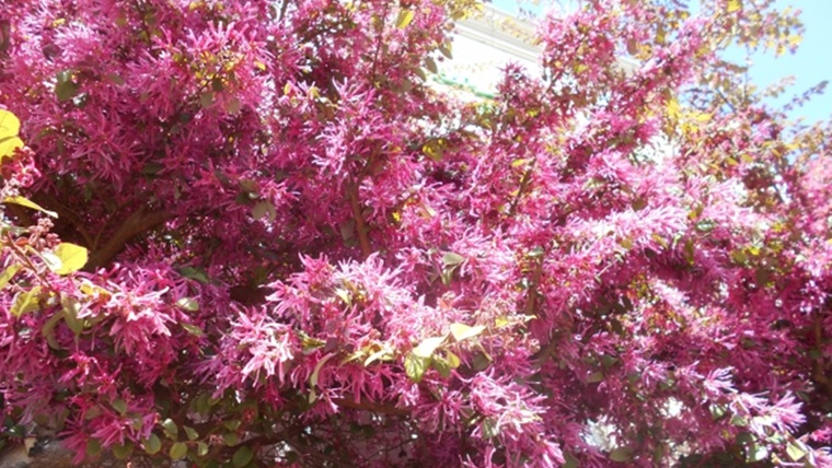 目隠しにおすすめの庭木のトキワマンサク