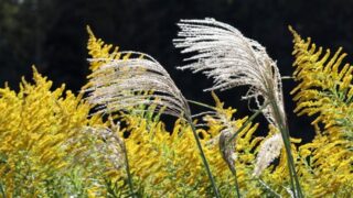 背が高い雑草のセイタカアワダチソウと茎が太い雑草のススキ