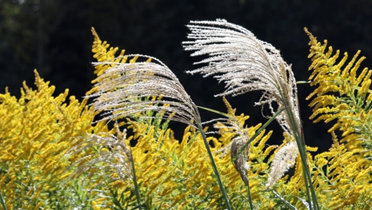 背が高い雑草のセイタカアワダチソウと茎が太い雑草のススキ