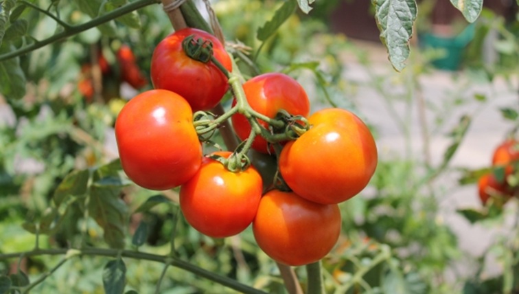 畑で収穫したミニトマト