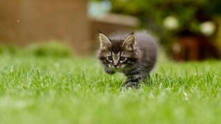 雑草対策のグランドカバーになる芝生