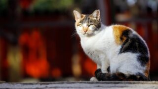 神社と猫