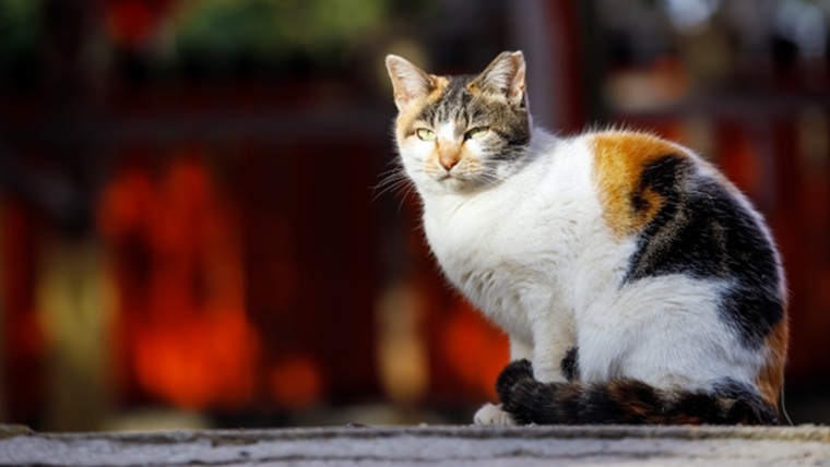 神社と猫