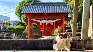 神社の前でたたずむ猫