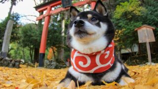 神社と犬