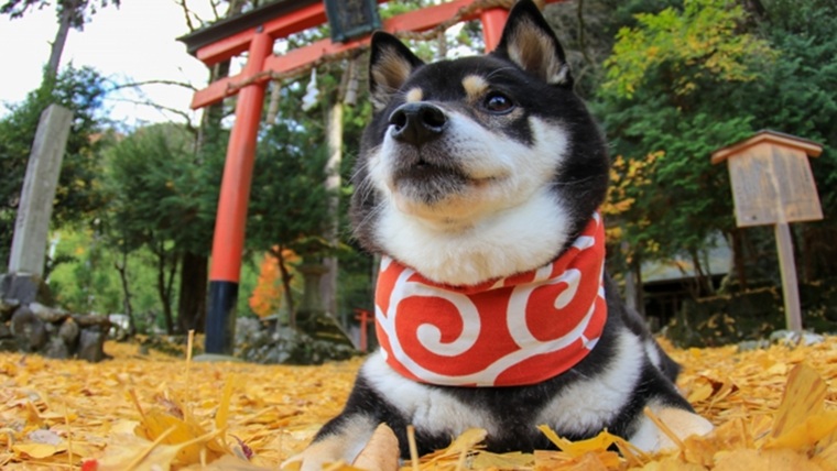 神社と犬